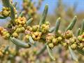 معرفی و نگهداری سوئدا فروتیکوسا (Shrubby Seablite)